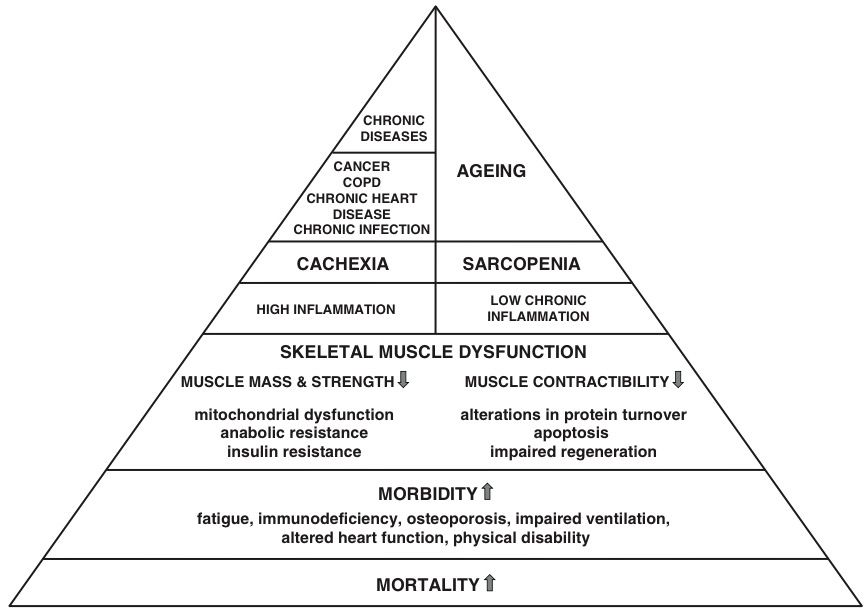 Muscle Insights 2025 - SCWD Society On Sarcopenia, Cachexia And Wasting ...